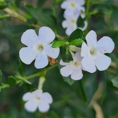 Freylinia tropica