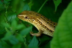 Eutropis trivittata