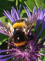 Bombus