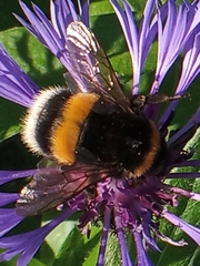 Bombus