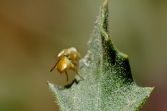 Tephritinae
