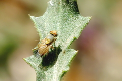 Tephritinae