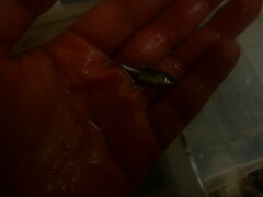 Luxilus chrysocephalus