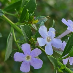 Freylinia tropica