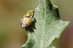 Tephritinae