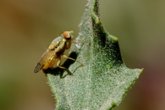 Tephritinae