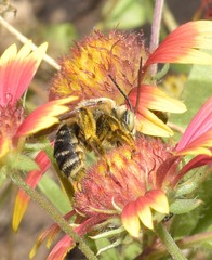 Svastra obliqua obliqua