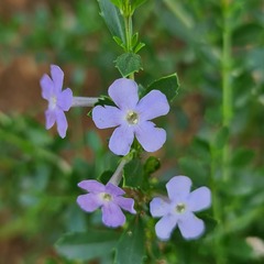 Freylinia tropica