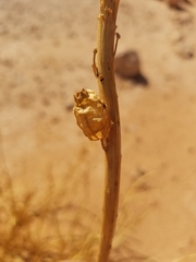 Reseda arabica