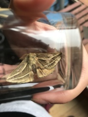 Cinommata bistrigata