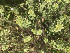 Alyssum desertorum