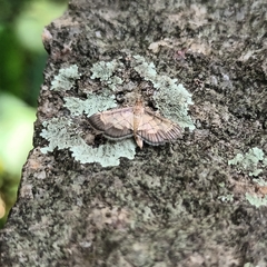 Cnaphalocrocis trebiusalis
