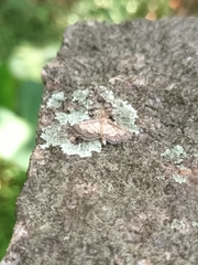 Cnaphalocrocis trebiusalis