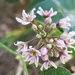 Cynanchum acutum sibiricum - Photo 由 CheongWeei Gan 所上傳的 (c) CheongWeei Gan，保留部份權利CC BY-NC