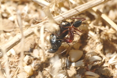 Cataglyphis nodus