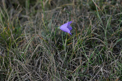 Campanula sabatia