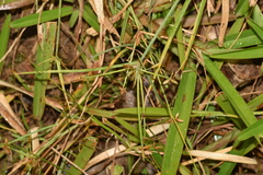 Cyperus haspan image