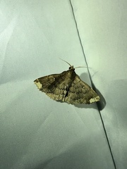 Adrapsa quadrilinealis