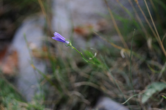 Campanula sabatia