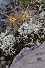 Packera heterophylla