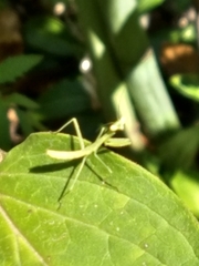 Stagmomantis carolina