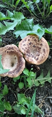 Cerioporus squamosus