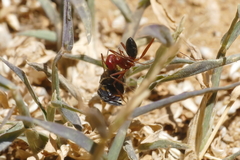 Cataglyphis nodus