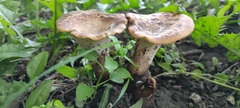 Cerioporus squamosus