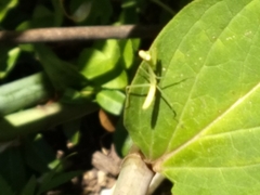 Stagmomantis carolina