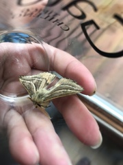 Cinommata bistrigata