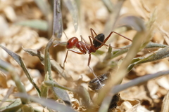 Cataglyphis nodus
