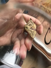 Cinommata bistrigata