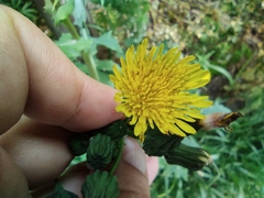 Sonchus oleraceus