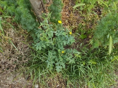 Sonchus oleraceus