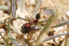 Cataglyphis nodus