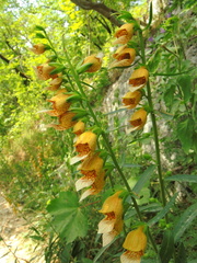 Digitalis laevigata