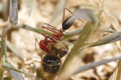 Cataglyphis nodus
