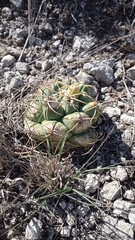 Coryphantha elephantidens