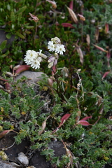 Silene paucifolia