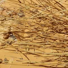 Ephedra alata alenda