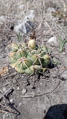 Coryphantha elephantidens
