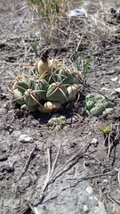 Coryphantha elephantidens