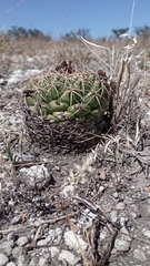 Coryphantha elephantidens
