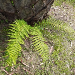 Polystichum setiferum