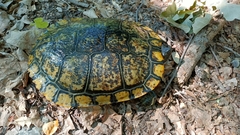 Trachemys scripta elegans