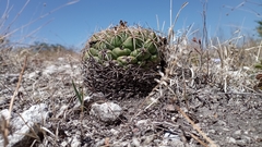 Coryphantha elephantidens