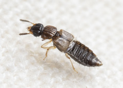 Anotylus insignitus