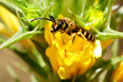 Halictus