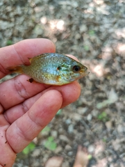 Lepomis gibbosus