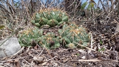 Coryphantha elephantidens
